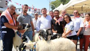 Çeşme’de “Sakız Koyunu Festivali” Çıkarması