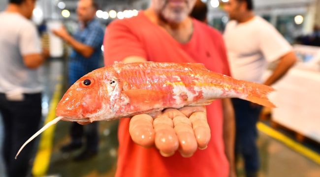 İzmir’de balık sezonu açıldı