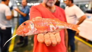 İzmir’de balık sezonu açıldı