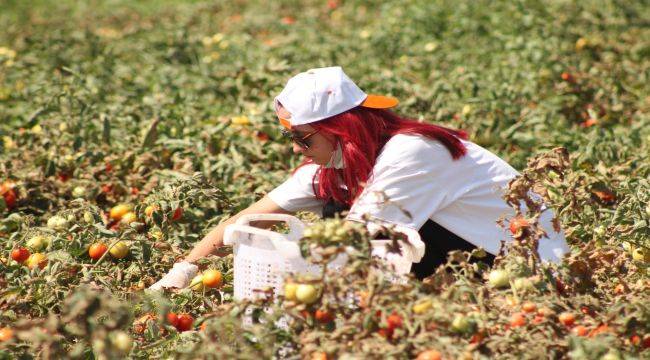 İhtiyaç Sahipleri İçin Gönüllü Son Hasat