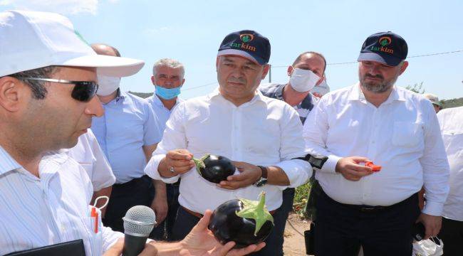 Yerli ve Milli Sebzeler Tarla Gününde Tanıtıldı