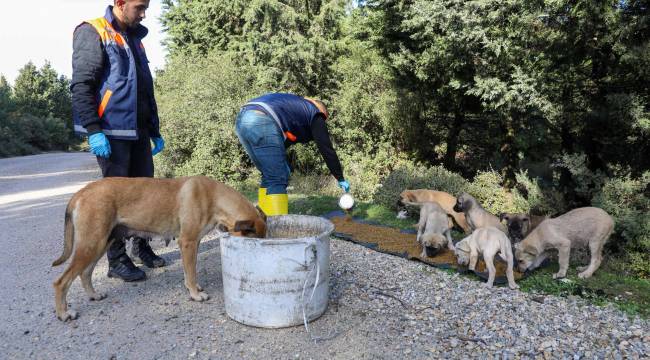 Buca’da kırsaldaki can dostlarına mama desteği