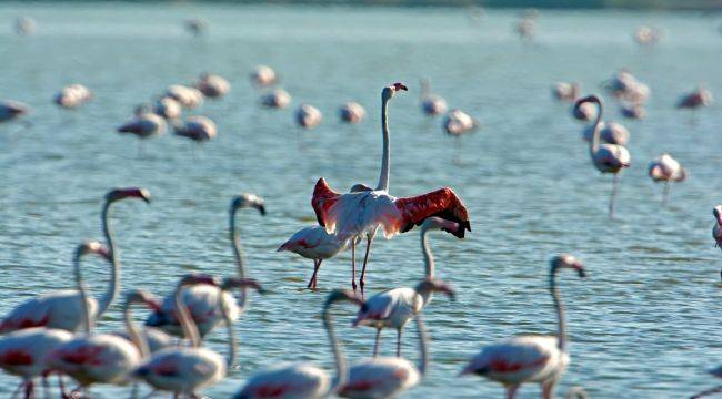 Gediz Deltası “Birding Places” Ağına Dahil Oldu