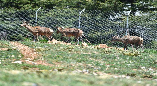 Kızıl Geyiklerin yeni yuvası Spil Dağı