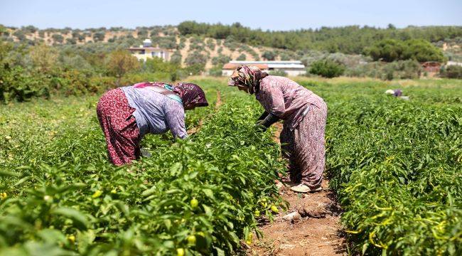 Buca’da üreticinin ilk hasat coşkusu