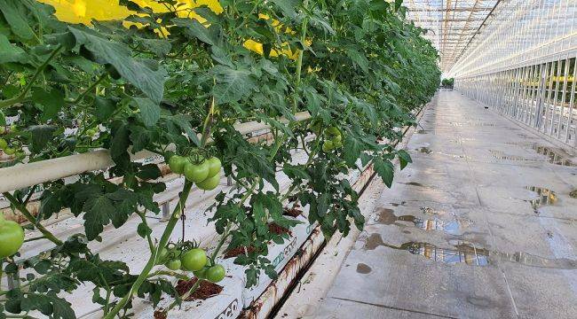 Jeotermal Seracılıkta Dünya'nın Üretim Üssü Olabiliriz