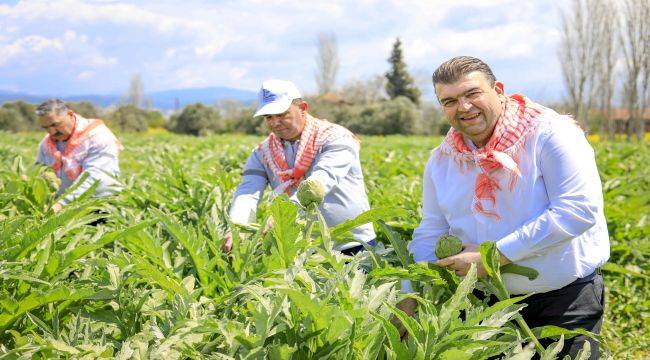 Seferihisar'da Enginar Zamanı