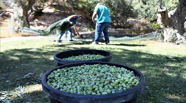 Bornova Belediyesi’nden Zeytincilik Eğitimi