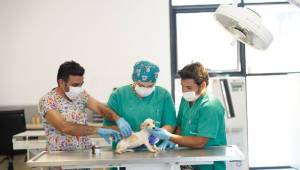 İlk Kamu Hayvan Hastanesi İzmir’de Açılıyor