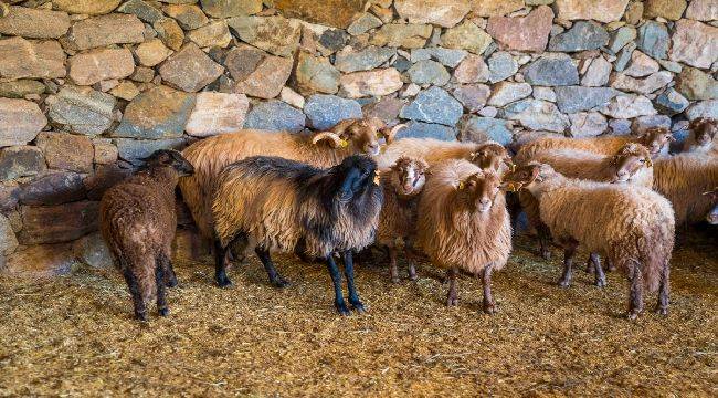 Kaçeli koyunlarının yeni evi Olivelo Yaşayan Parkı