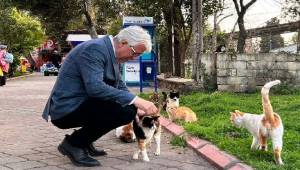 Buca’ya Sokak Hayvanları İçin Modern Tesis