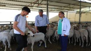 Karşıyaka’nın kurban pazarında hazırlıklar tamam
