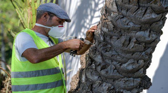 Kültürpark’ın palmiyeleri güvende