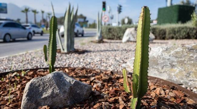 İzmir'in çehresi su tasarruflu bitkilerle güzelleşiyor