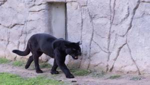 Doğal Yaşam Parkı’nın jaguarı Juliet yaşama veda etti