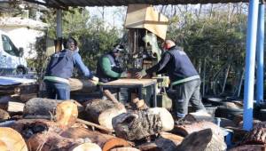 Konak’ta kış dayanışması: Budanan ağaçlar yuvaları ısıtıyor