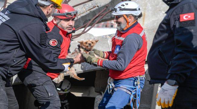Afetzede hayvanlar için ilçelere arama kurtarma eğitimi